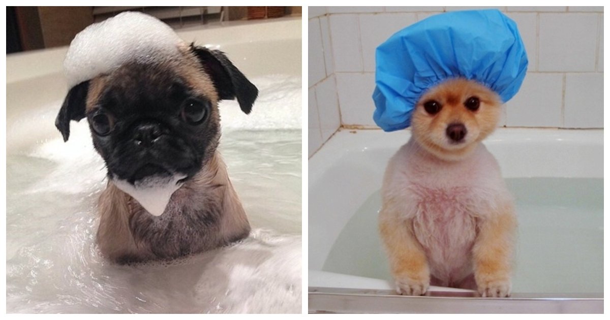 bathtime.jpg?resize=1200,630 - 22 Puppies That Love Bath Time