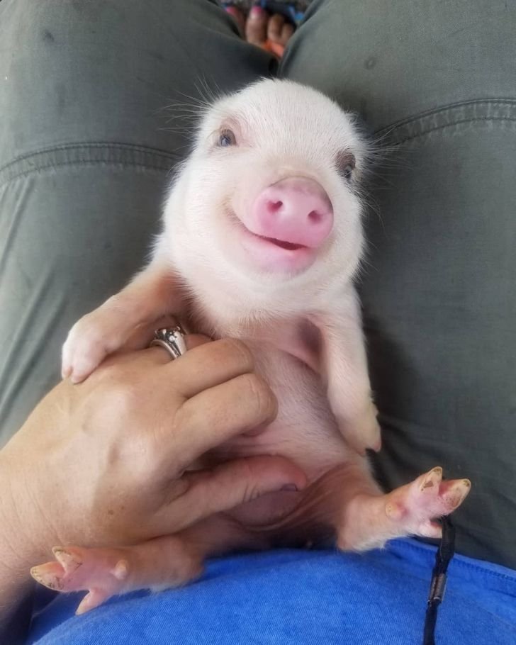 22 Bebes Animaux Trop Adorables Pour Etre Vrais Vonjour 22 Bebes Animaux Trop Adorables Pour Etre Vrais Vonjour