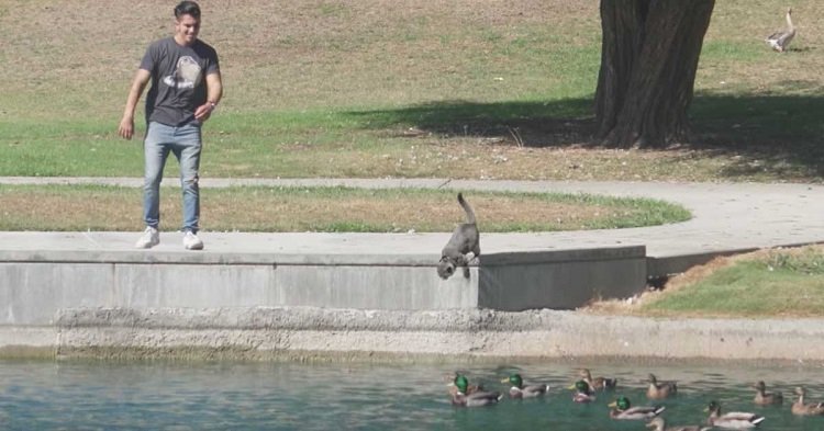 c2 4.jpg?resize=412,232 - Les gens rient à cause de l'acte de vengeance de ce chat contre des canards qui lui volaient des friandises