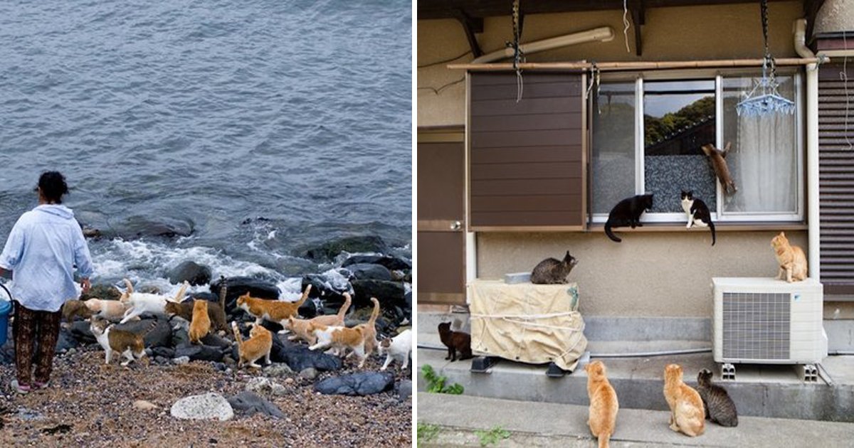 capa19 11.jpg?resize=412,275 - 40 des photos du paradis des chats, une ile au Japon