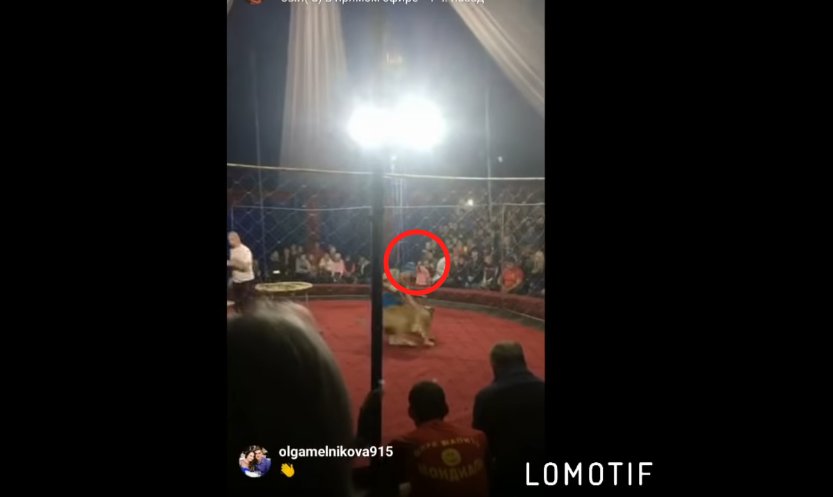 capture decran 2018 11 05 a 15 22 40.png?resize=412,232 - [Vidéo] Une lionne attaque une petite fille en plein spectacle de cirque.