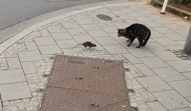 capture decran 2018 11 08 a 11 03 37.png?resize=412,232 - [Vidéo] Ce chat a eu droit à une belle leçon de la part d'un gros rat.