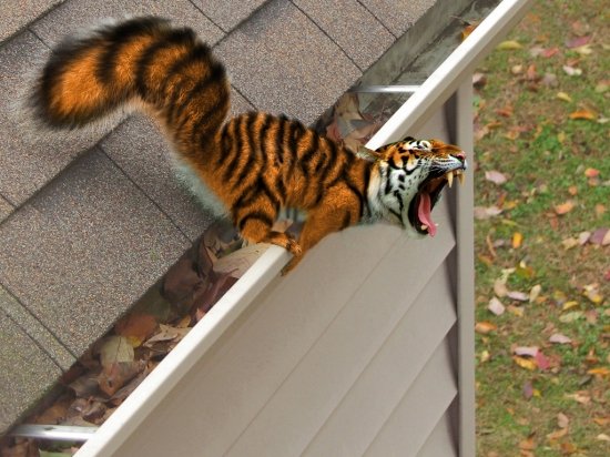 tiger-squirrel.jpg