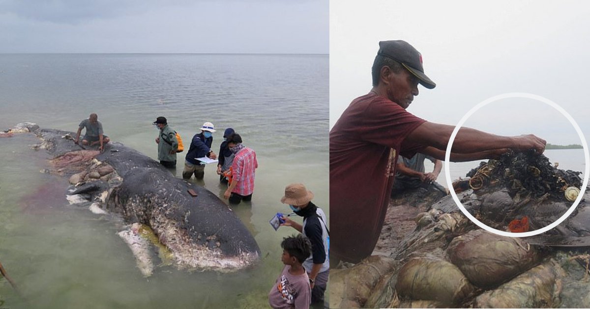 d8.png?resize=1200,630 - Un cachalot mâle mort échoué sur la côte indonésienne est retrouvé avec 6 kilos de plastique dans son estomac