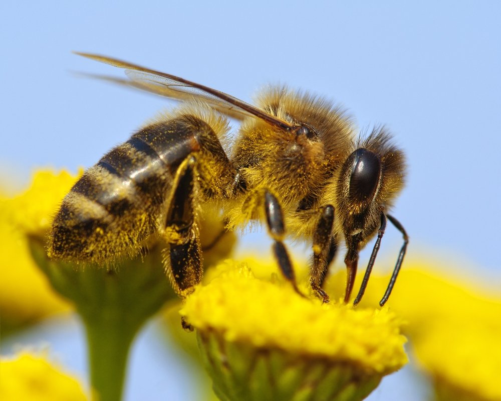 depositphotos 20581309 m 2015.jpg?resize=1200,630 - Les abeilles sont désormais sur la liste des espèces en voie de disparition.