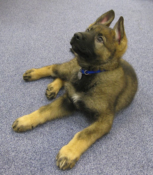 Meet Scoob, An Eleven Week Old Police Puppy