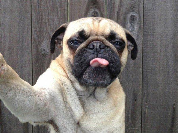 dog selfie5 600x450.jpg?resize=1200,630 - 25 des selfies de chiens, les autoportraits canins