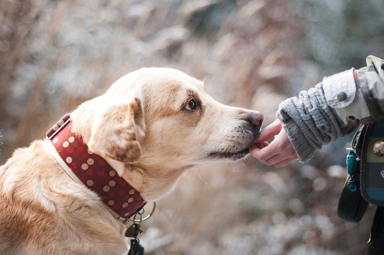 Résultat de l'image pour Les chiens peuvent reconnaître une personne mauvaise et peu fiable, selon une nouvelle étude