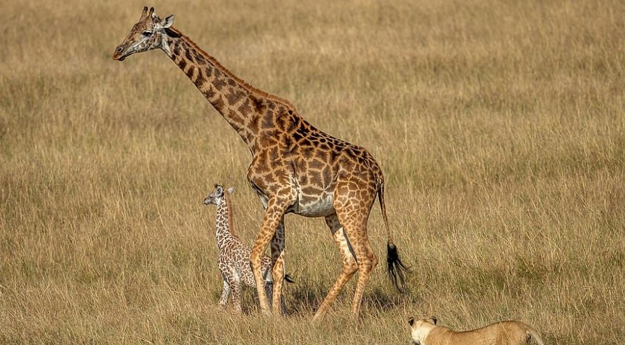 combats de mère girafe