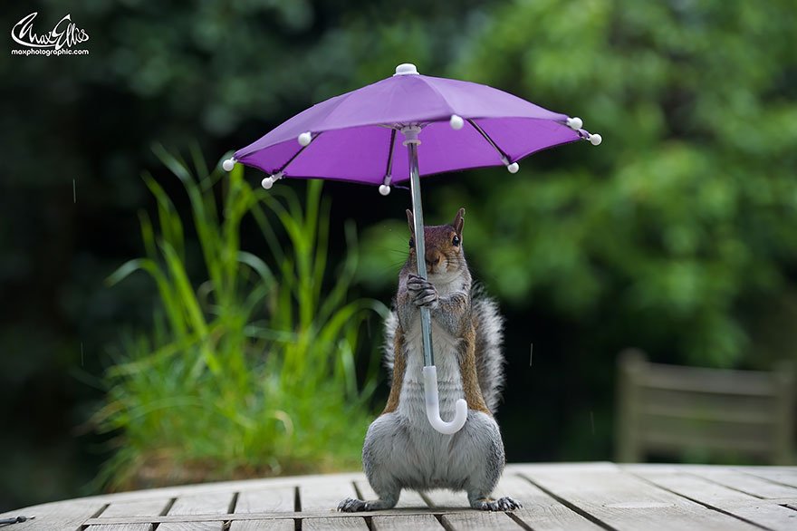 ecureuil parapluie 05.jpg?resize=1200,630 - Cet écureuil et son parapluie semblent inséparables