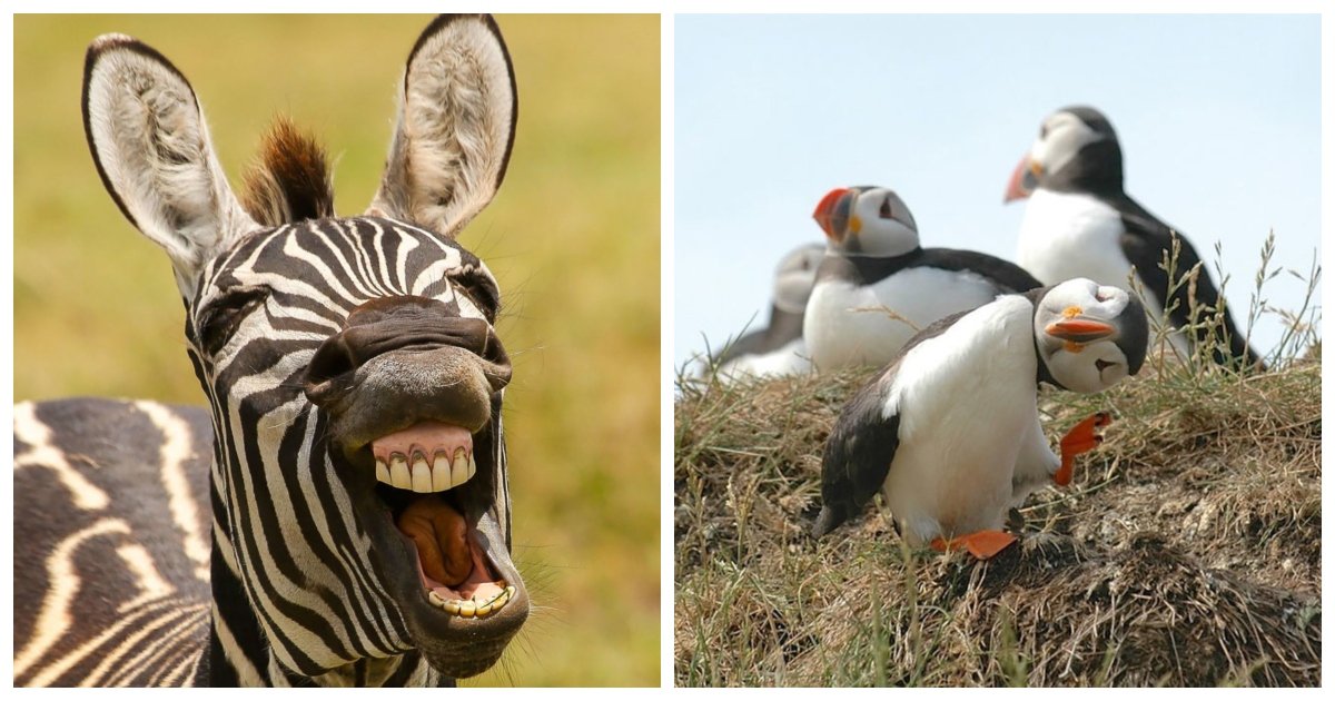 funny.jpg?resize=412,232 - 21 Hilarious Entries to the 2016 Comedy Wildlife Photography Awards