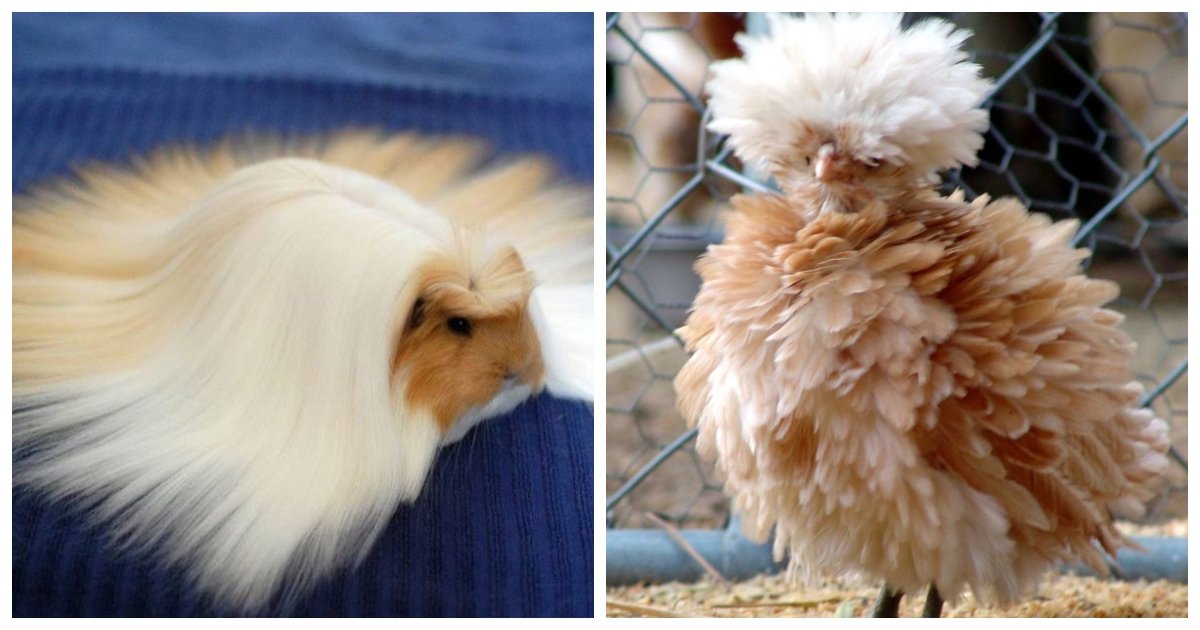 fur.jpg?resize=412,232 - 27 Animals That Have Better Hair than You