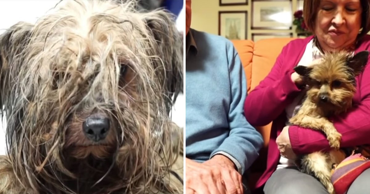 gag 1.jpg?resize=412,232 - Un vétérinaire a sauvé la vie d'un chien qui a passé sa vie entière enfermé dans une boîte
