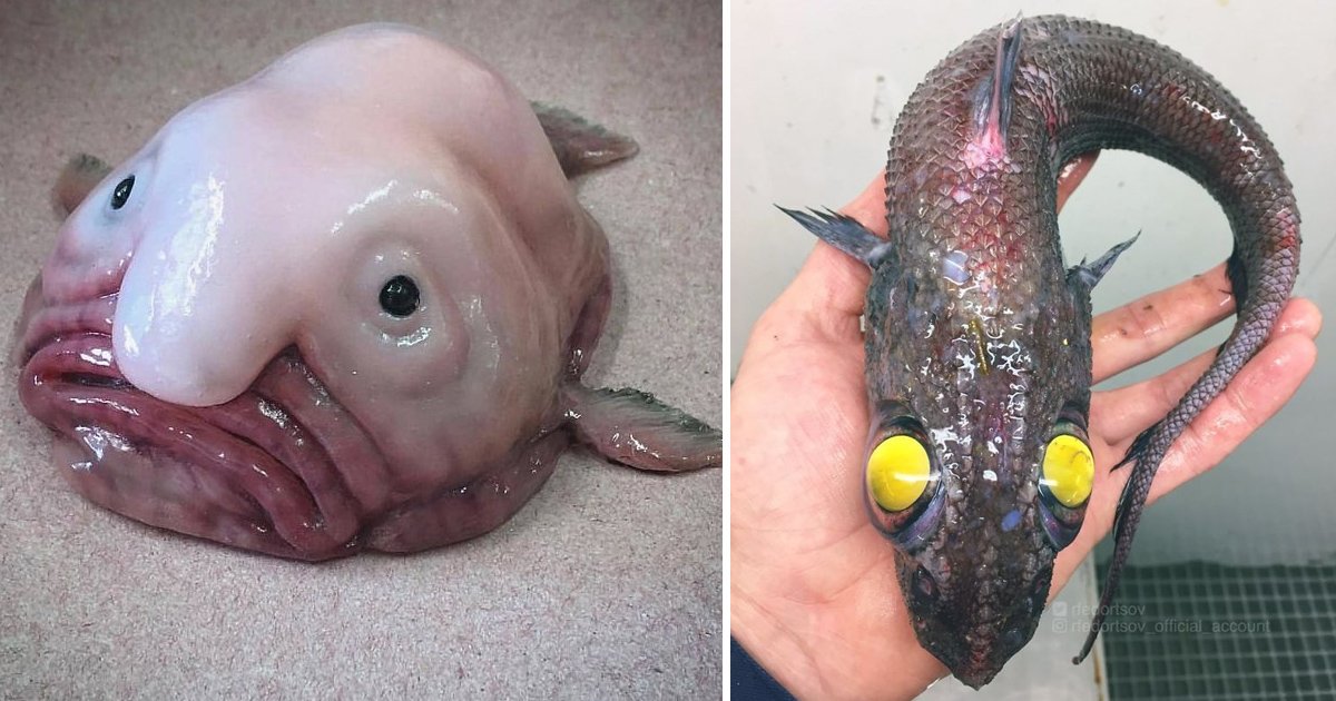 gagaaa.jpg?resize=1200,630 - Un pêcheur russe a attrapé des créatures incroyables dans les profondeurs de la mer