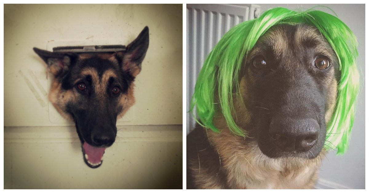 german.jpg?resize=412,232 - 20 Photos That Made Us Fall in Love With German Shepherds