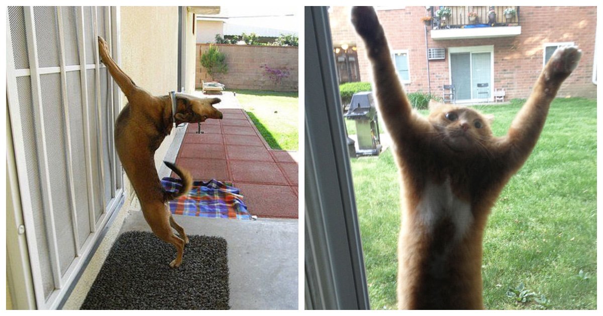 in1.jpg?resize=412,275 - 35+ Hilarious Photos Of Pets That Want To Go Inside Right Now