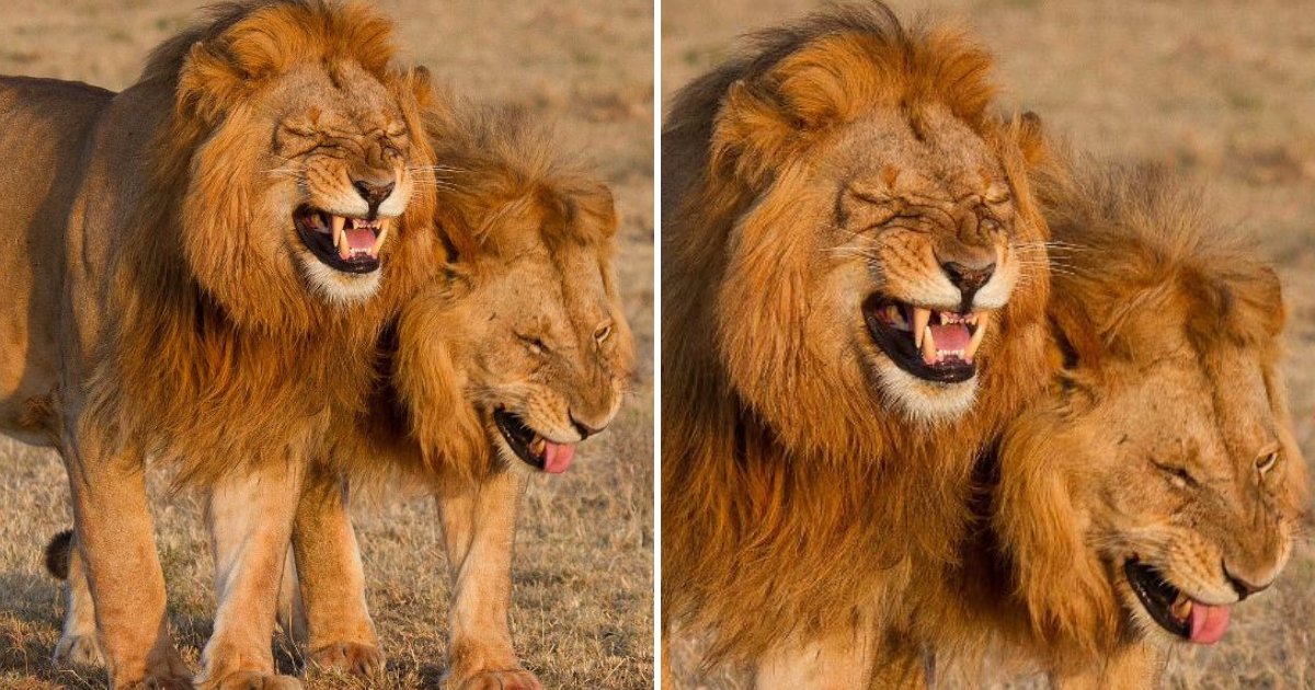 lions3.png?resize=412,232 - Deux lions semblent partager une bonne blague en se promenant