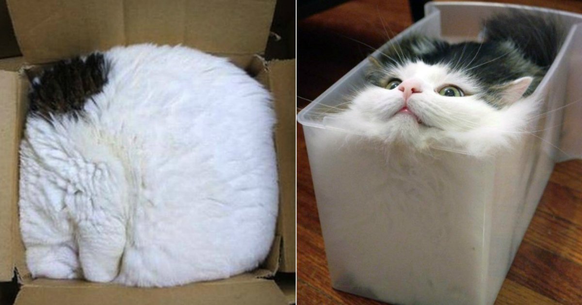 15 Photos Qui Prouvent Que Les Chats Sont Liquides Vonjour