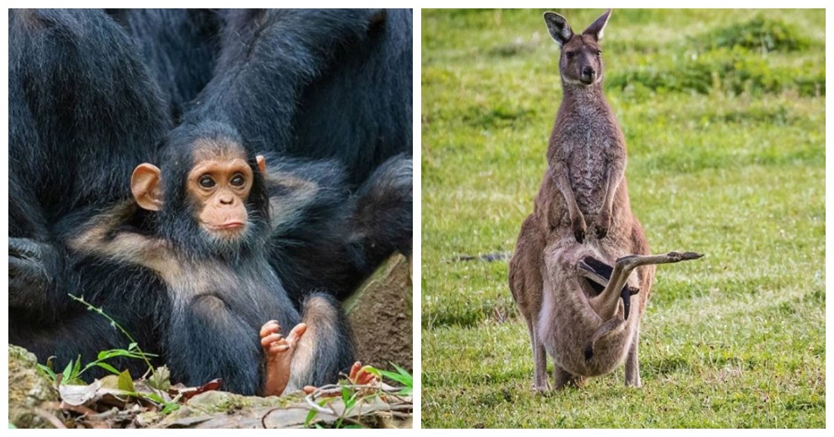 moms1.jpg?resize=412,232 - 21 Cute Times Animal Moms Totally Nailed Parenting