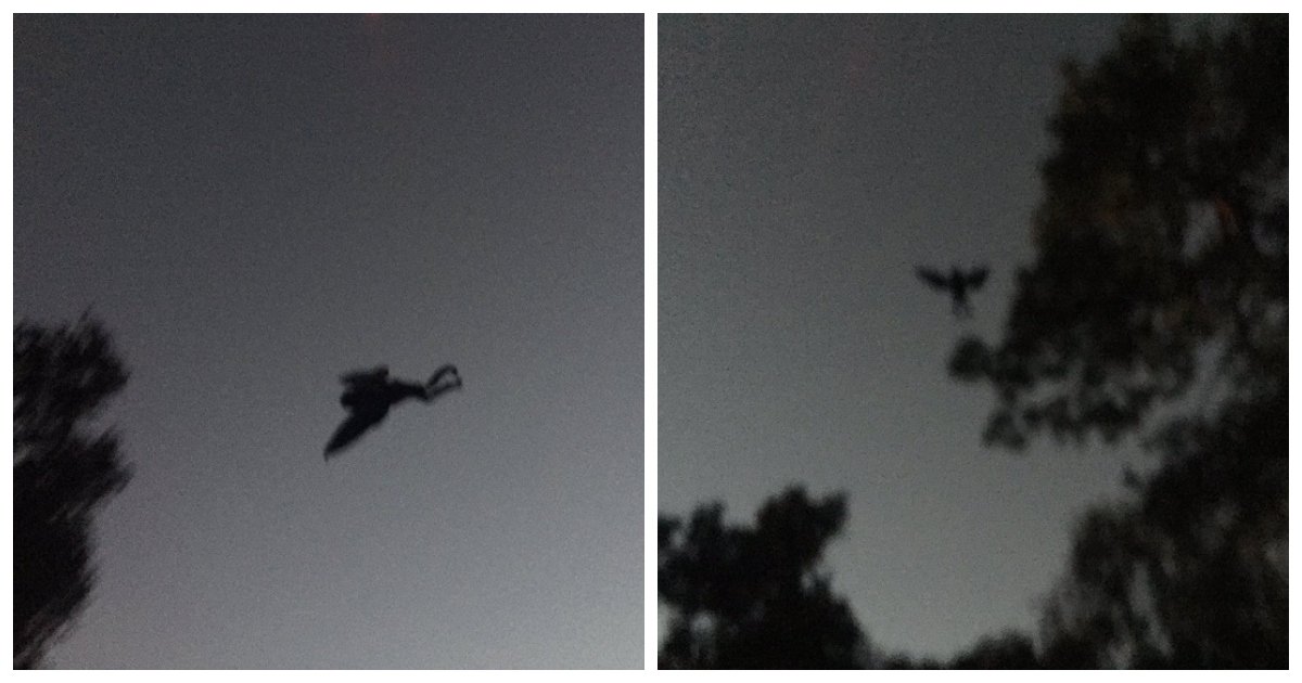 mothman.jpg?resize=412,275 - Des gens de Chicago continuent de signaler des observations du mystérieux homme-papillon, mais de nombreuses questions demeurent