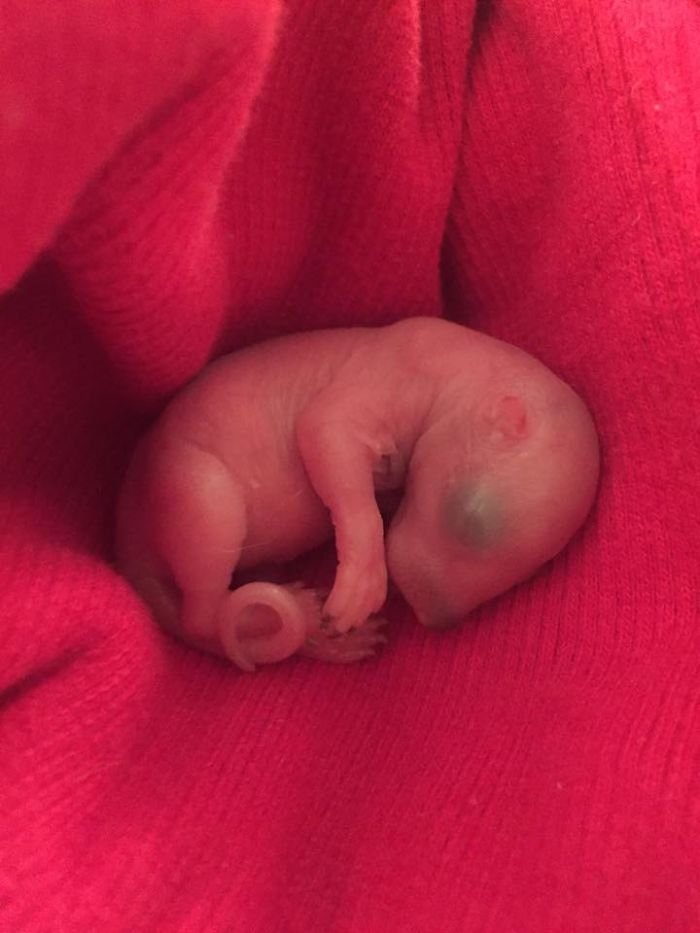 homme grandissant un bébé écureuil