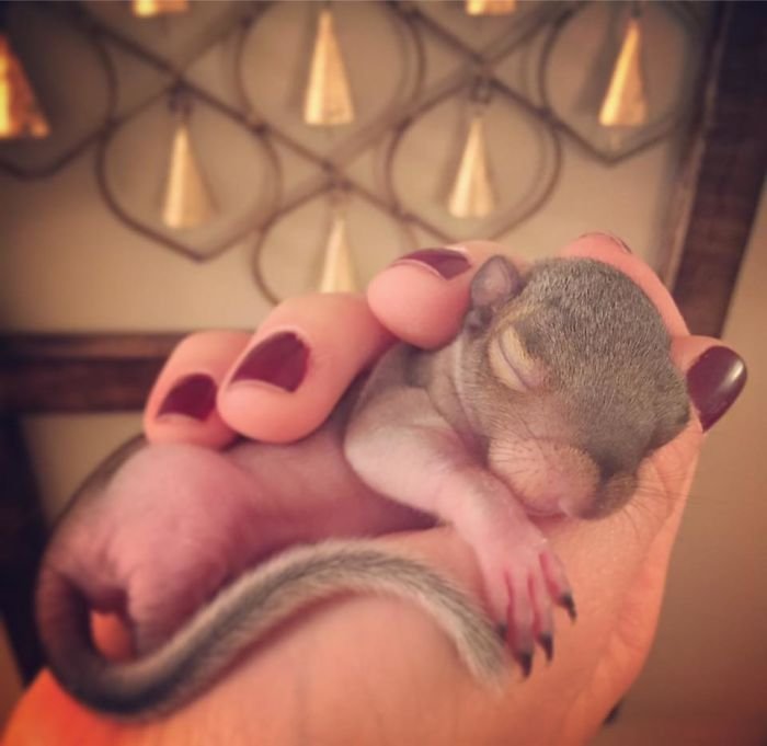 homme grandissant un bébé écureuil