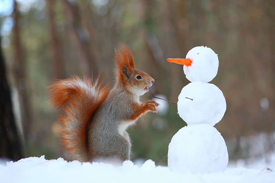 photo ecureuil trunov 09.jpg?resize=1200,630 - Ces écureuils jouant dans la neige vont vous faire rire