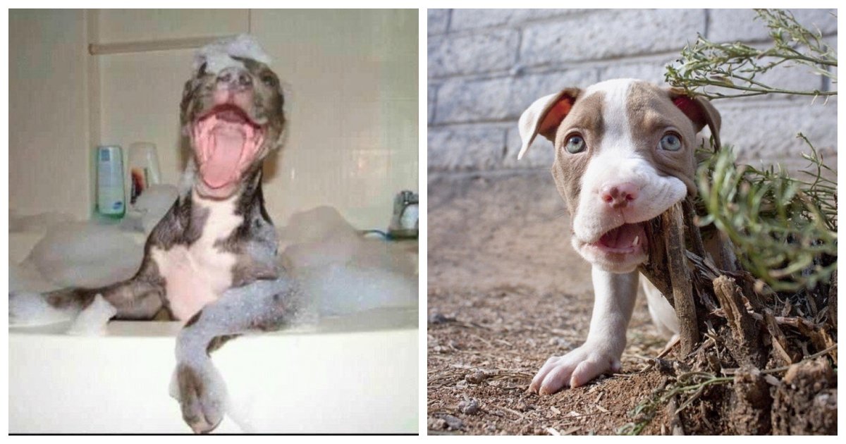 pit bulls.jpg?resize=412,232 - 27 Terrifying Photos Of Vicious Pit Bulls. Especially #12