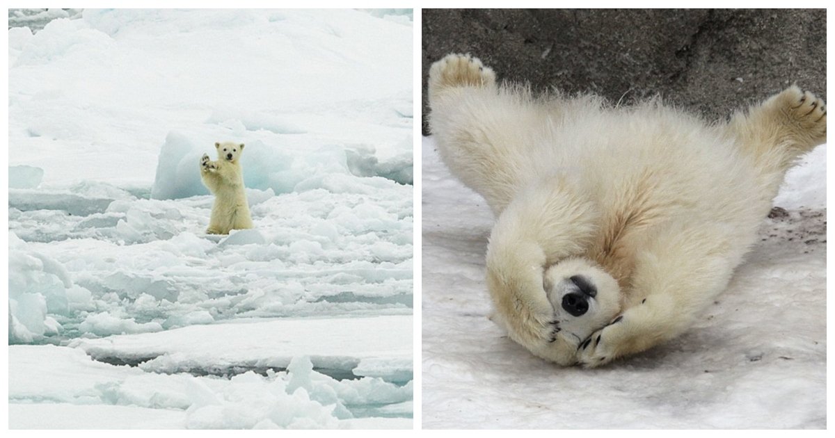 polar1.jpg?resize=1200,630 - 20 Adorable Photos of Baby Polar Bears That Will Melt Your Heart