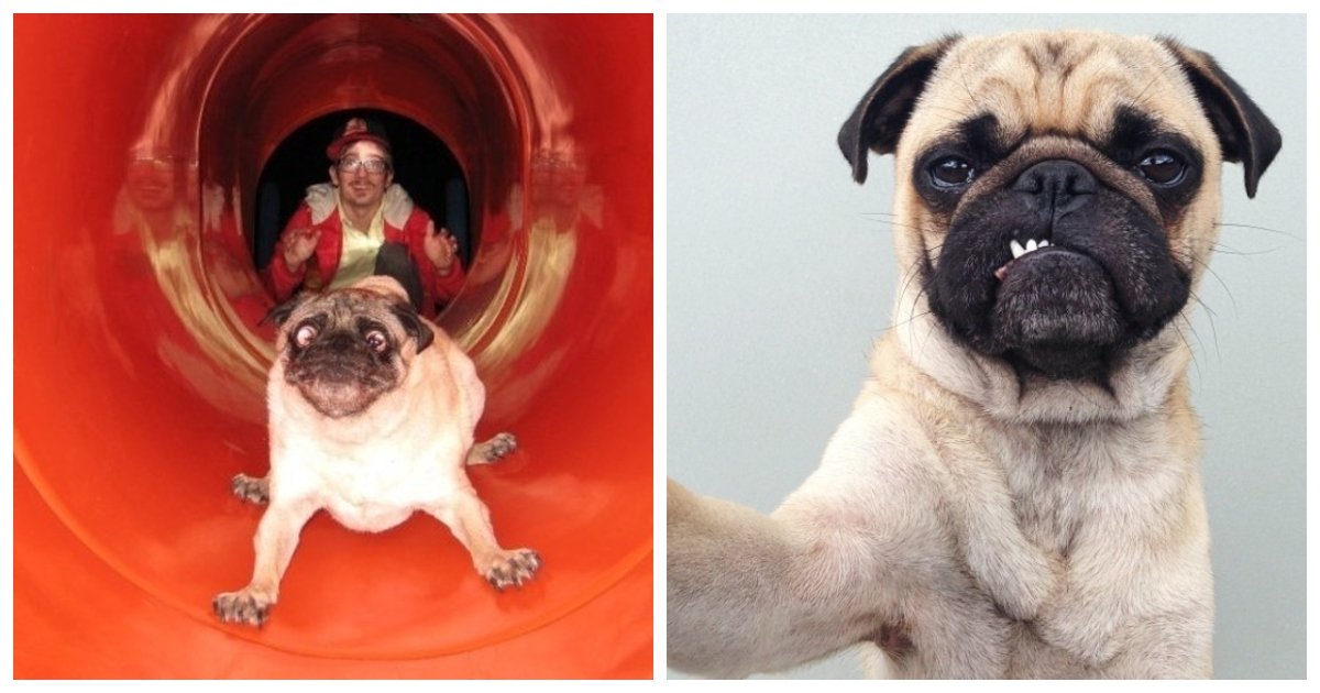 pugs1.jpg?resize=412,232 - 25+ Adorable Photos Proving That Pugs Can Conquer Anyone’s Heart