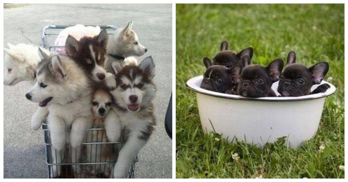 puppies 1.jpg?resize=412,232 - 18 Of The Most Adorable Puppy Photos Ever Taken, This Is The Uplift That You Need Today