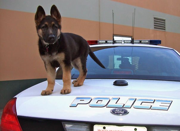 Police K-9 Puppy