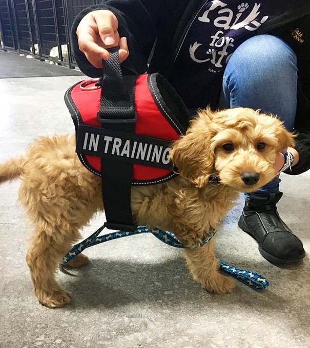 Snoopy Is A Service Puppy In Training And Will Grow Into His Vest One Day!