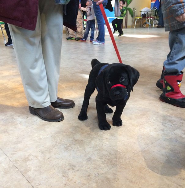 This Little Guy Is Training To Become A Service Dog And His Class Had A Field Trip At Turkey Hill Ice Cream Factory