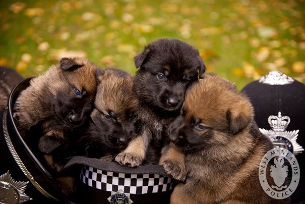 Police Dog Puppies