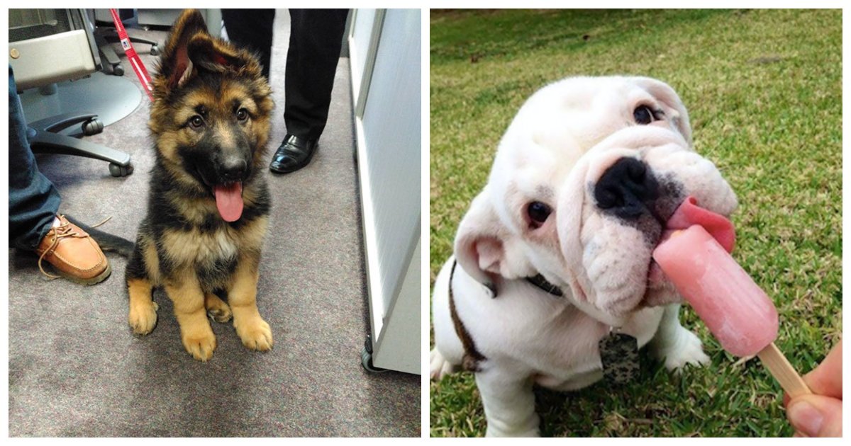 25 Adorable Puppies Proving There Is Such A Thing As Too Cute Small Joys