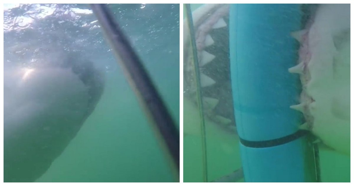 shark.jpg?resize=1200,630 - Un grand requin blanc tente de mordre des plongeurs en cage à Gansbaai en Afrique du Sud