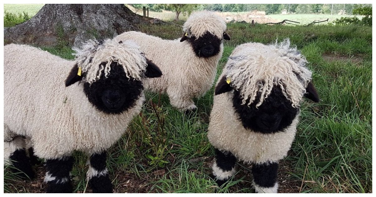 sheep 1.jpg?resize=1200,630 - Le mouton noir du Valais a été surnommé le «plus mignon du monde» et quand on le voit, on comprend pourquoi