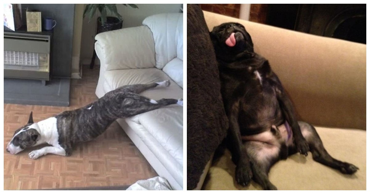 sleeping.jpg?resize=412,232 - 30 Adorable Dogs Sleeping in the Most Awkward Positions