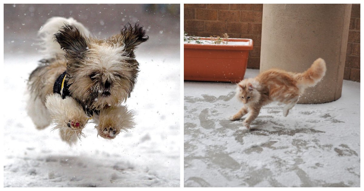 snow1.jpg?resize=412,232 - 23 Adorable Animals Reacting to Snow for the First Time