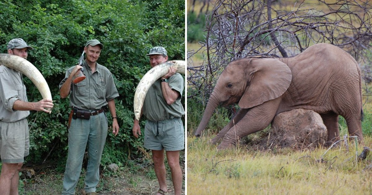 untitled design 45.png?resize=1200,630 - Un célèbre chasseur s'est fait tuer par un bébé éléphant alors qu'il mesurait son ivoire pour son client