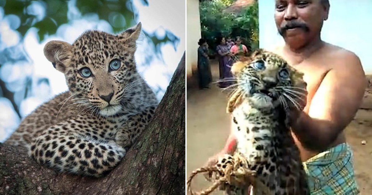 Un Bebe Leopard En Detresse Les Pattes Attachees A Ete Malmene Pour Des Photos Par Des Villageois Qui Riaient Vonjour