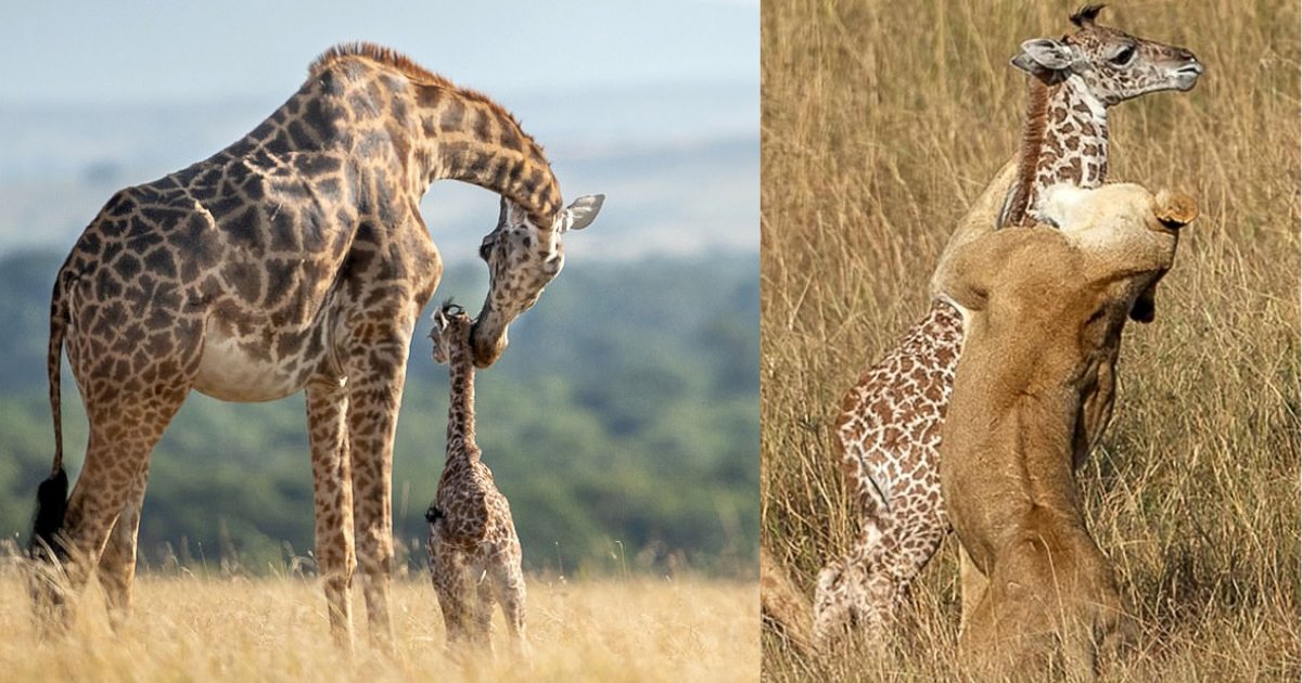 y2 17.png?resize=1200,630 - Ces images d'une girafe désespérée tentant de sauver son petit vont sûrement vous briser le cœur