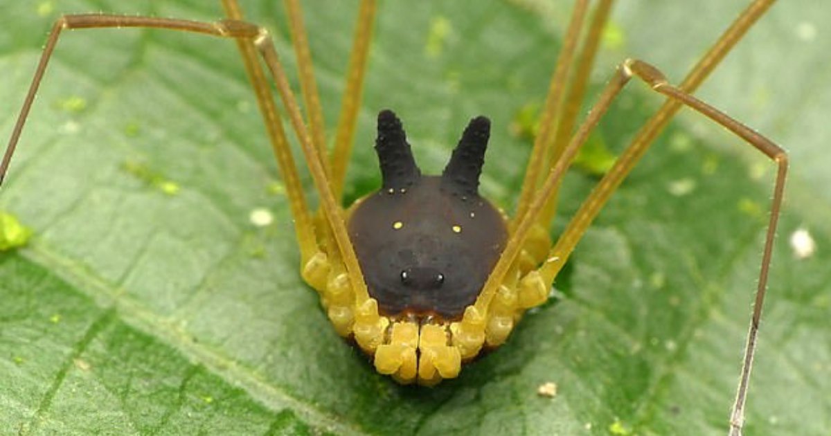 Dog faced spider