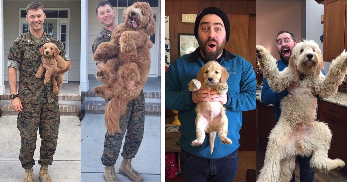 y6 18.png?resize=412,275 - These 8 Adorable Pictures of Puppies Grown Up Into Dogs Will Make You Save All The Pictures in Your Phone