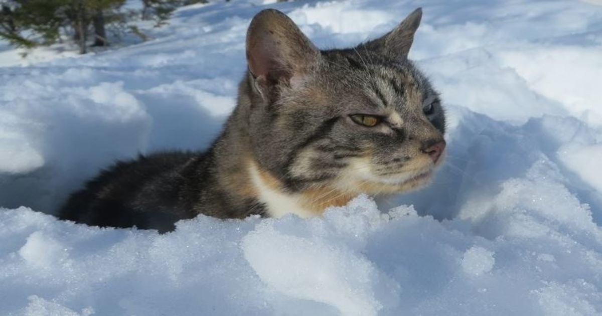 1 235.jpg?resize=412,232 - 20+ Photos Proving That Cats and Snow Are Not Meant for Each Other