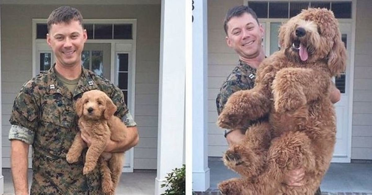 1 4.jpg?resize=412,232 - 30+ Adorable Photos Proving That Puppies Grow Up Way Too Fast