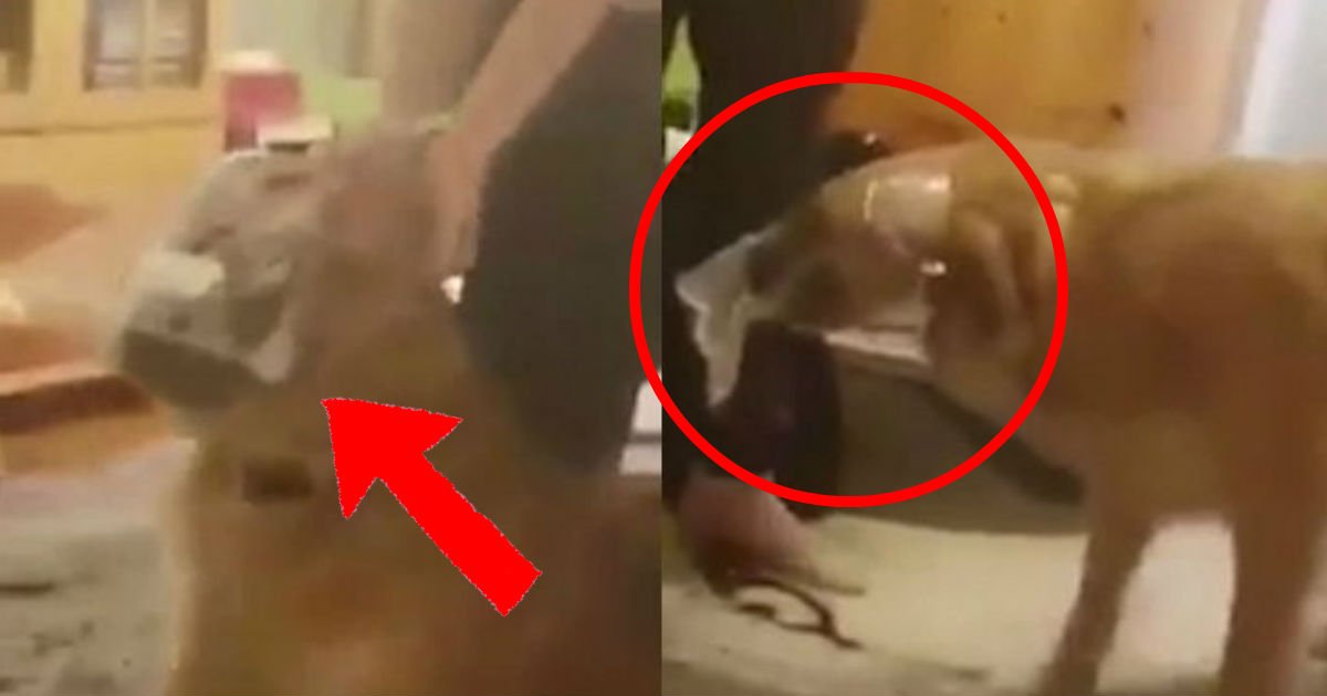 犬の頭にビニール袋を被せていじめる動画を撮影した15歳の少女はどうなった Hachibachi