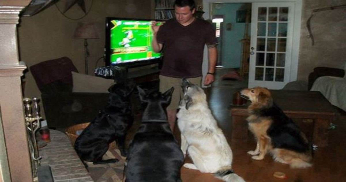 14 18.jpg?resize=412,232 - 35+ Hilarious Things Only Dog Owners Will Understand. I See #5 Every Single Day!