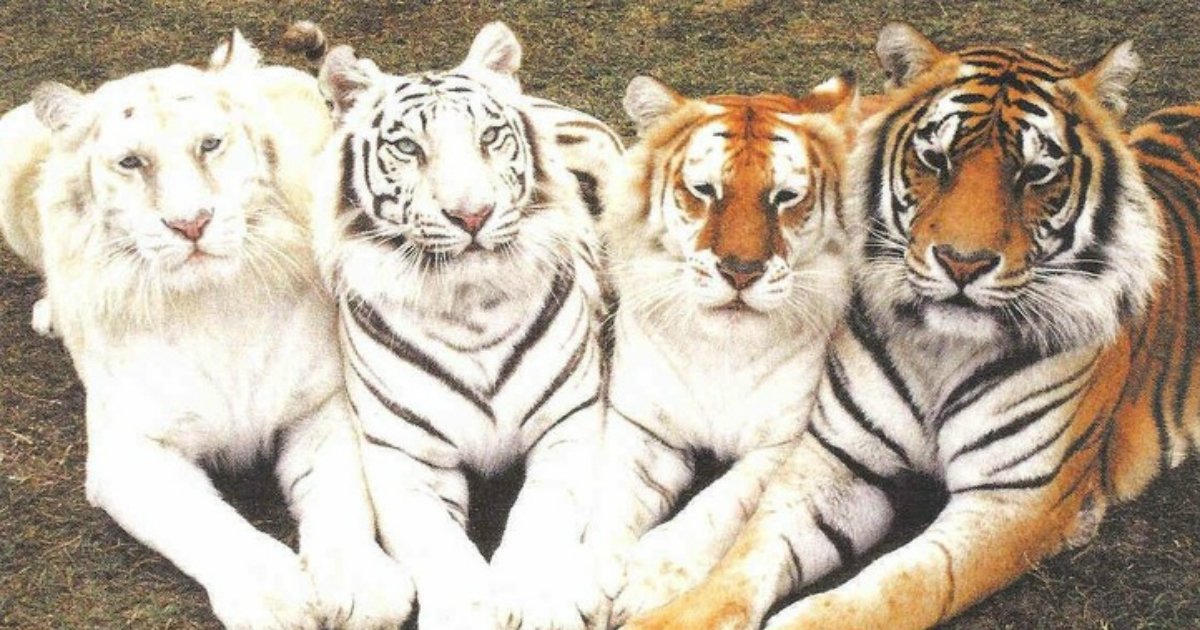 2 93.jpg?resize=1200,630 - 25+ Animals That Stunned Us With Their Coloring And Beauty